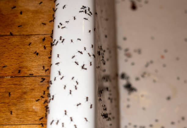 Best Pest Control for Restaurants  in Clarks Summit, PA